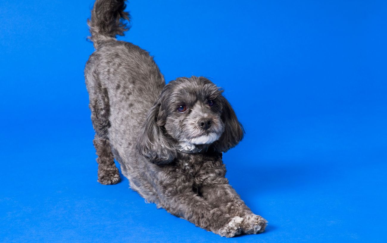 a dog in downward dog