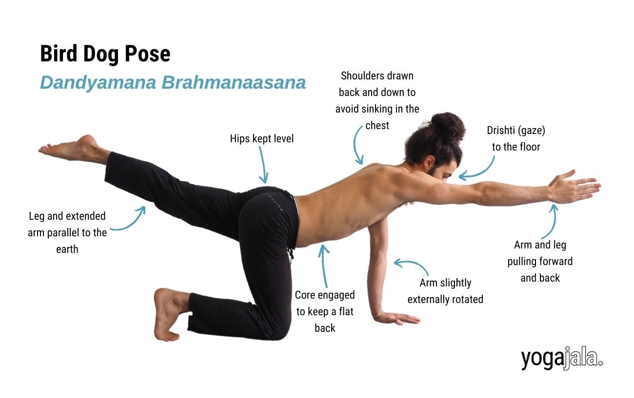 Bird Dog Pose (Dandyamana Brahmanaasana)