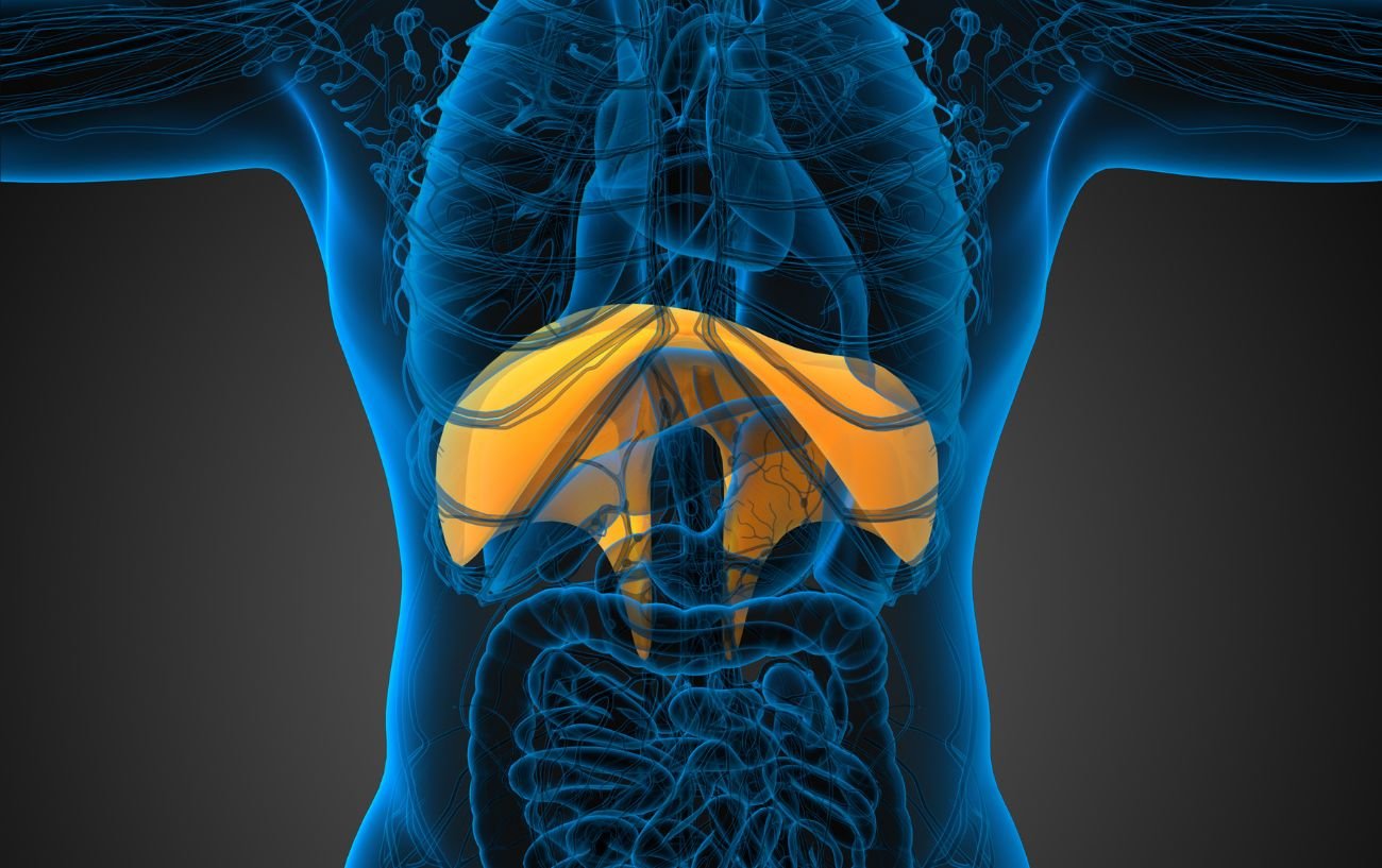 a computer image of a diaphragm in the body