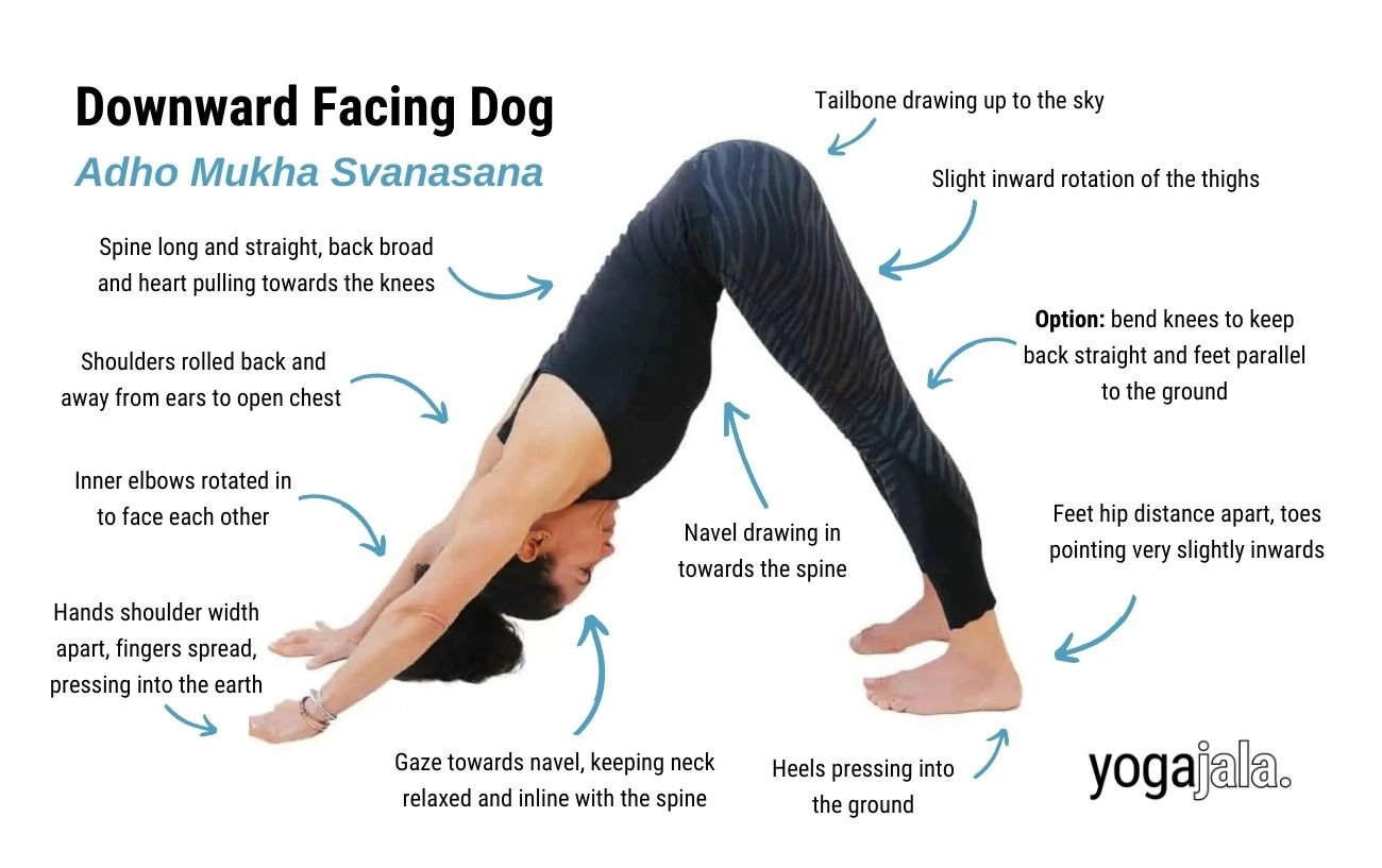  an annotated image of a woman in black yoga clothes doing downward facing dog