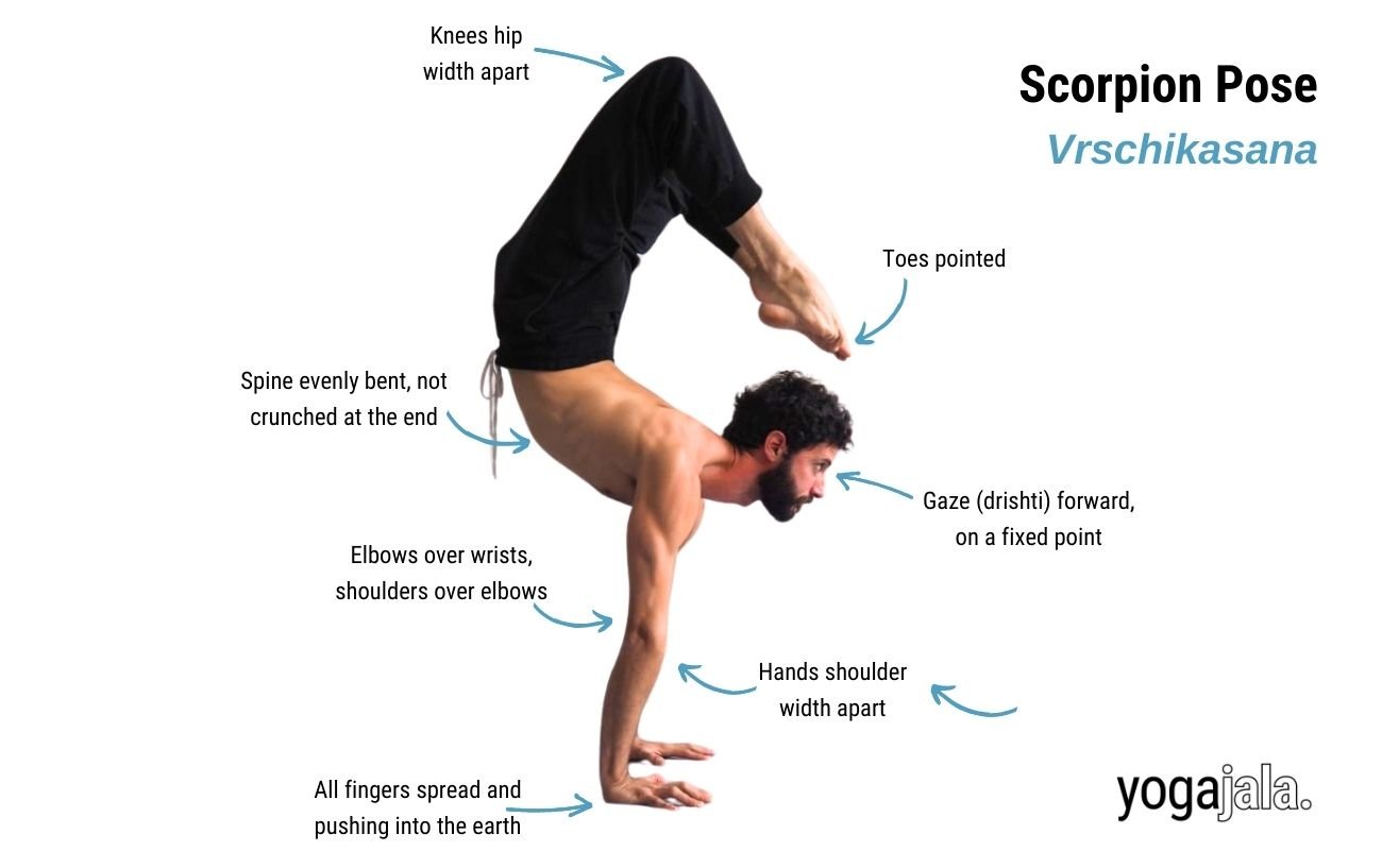 Scorpion Pose (Vrischikasana)