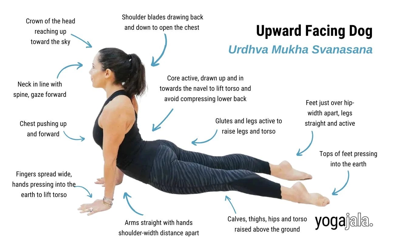 image of a woman doing upward facing dog pose with annotations