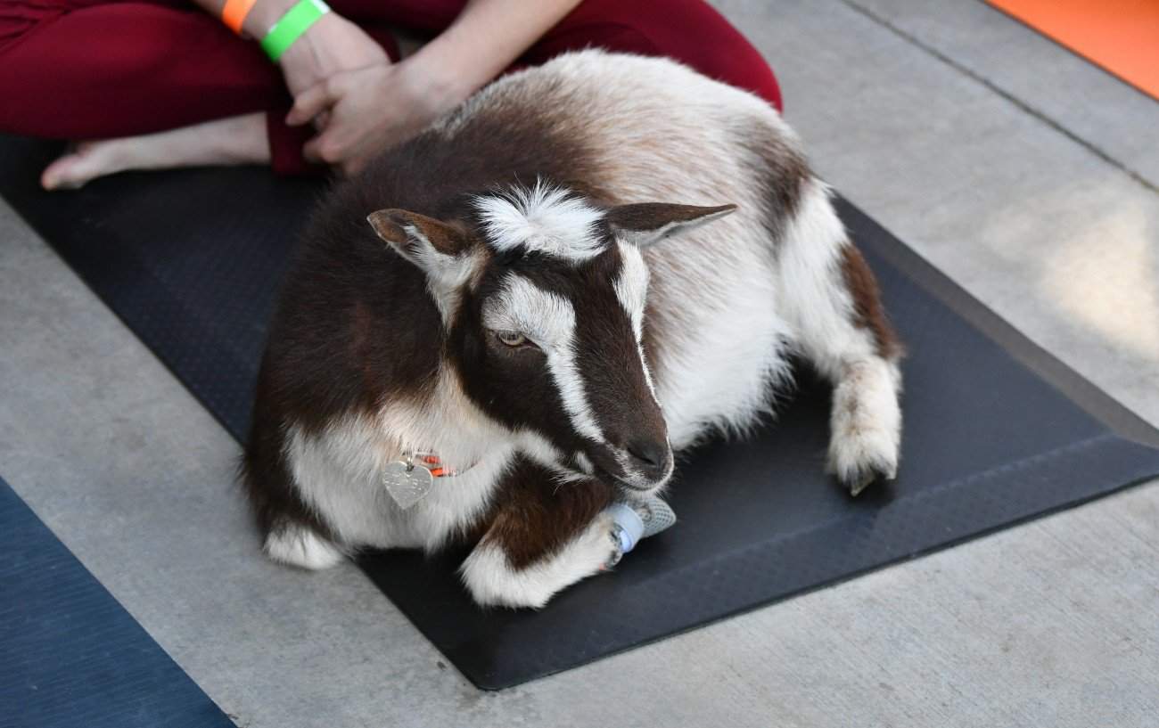 Inside The Crazy World Of Goat Yoga!