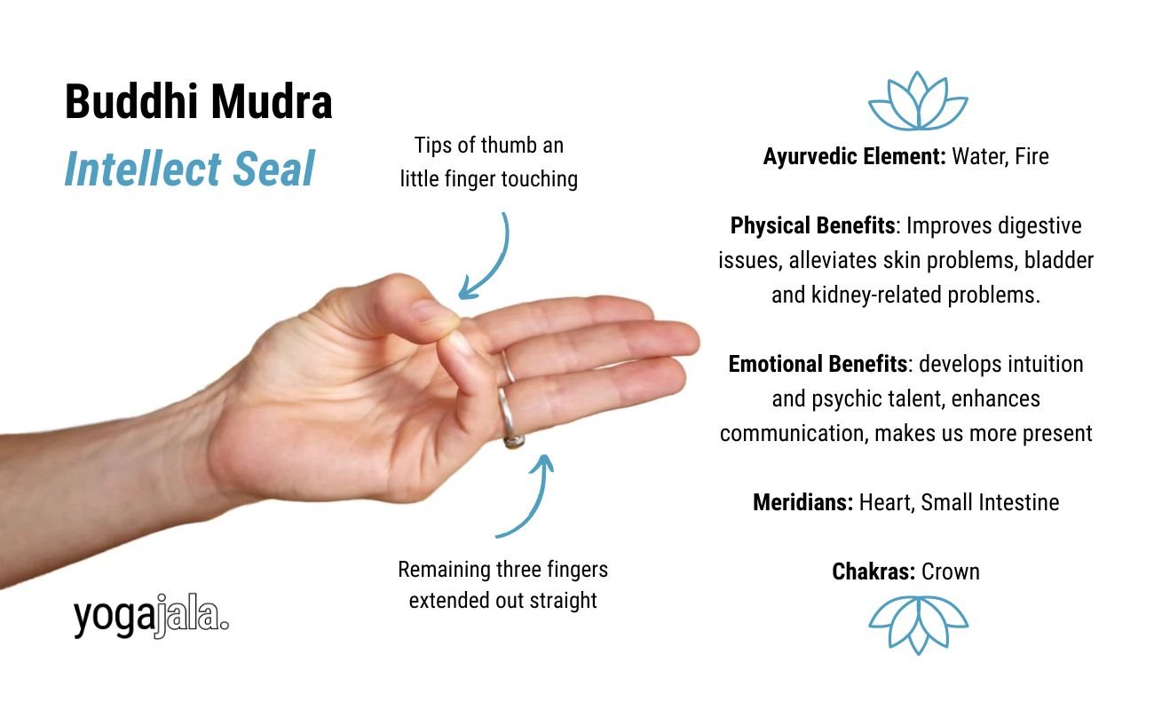 an annotated image of a hand in buddhi mudra