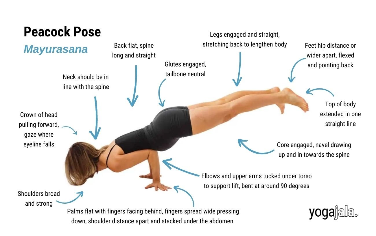 Peacock Pose (Mayurasana)