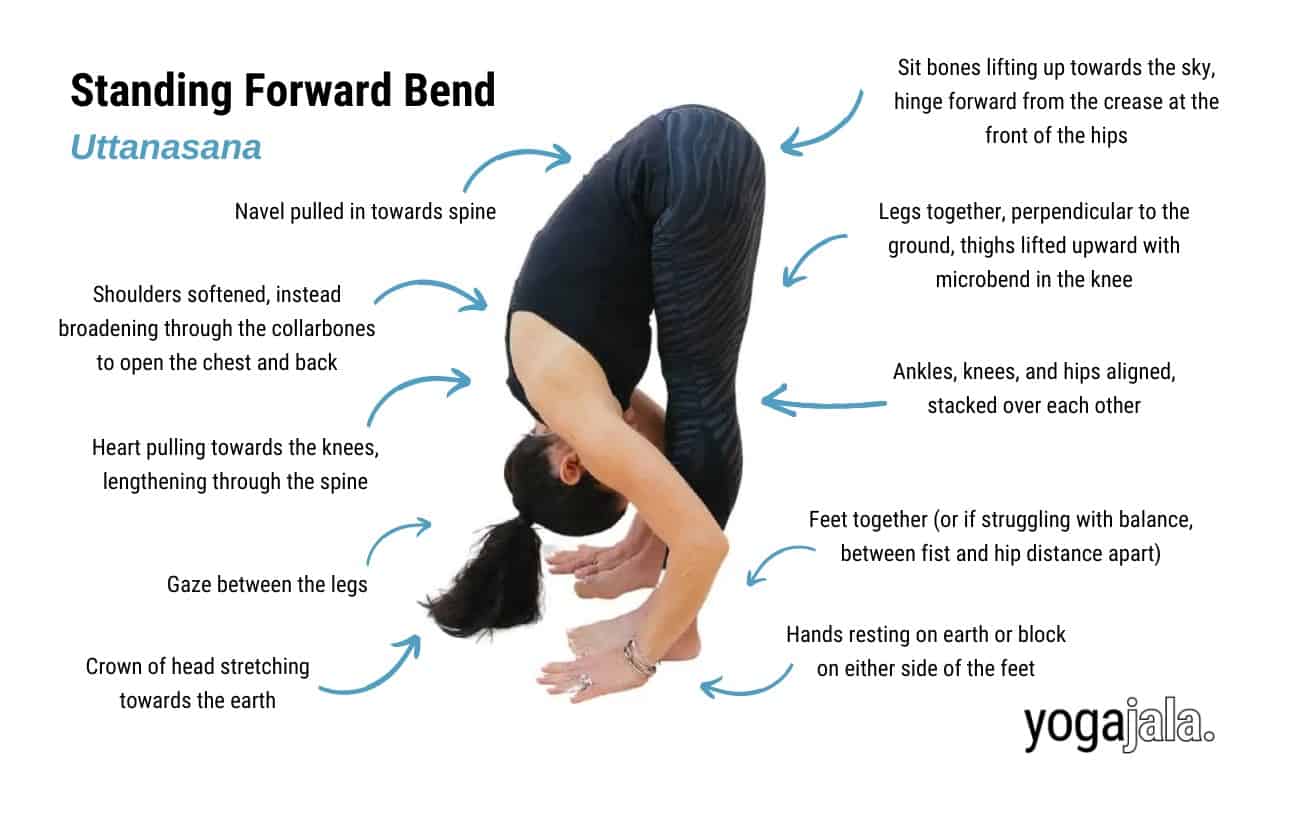 annotated image of a woman doing yoga's standing forward bend pose