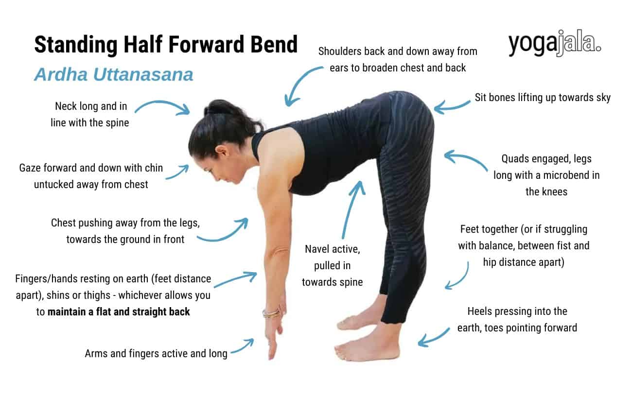 annotated image of a woman doing half forward fold