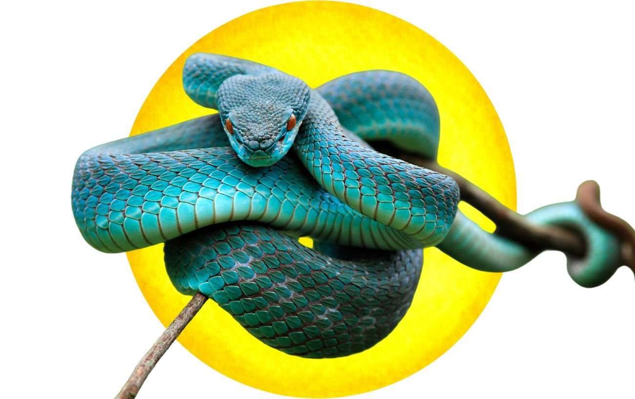 The Kundalini Snake | What Does It Represent And What Are Its Powers?