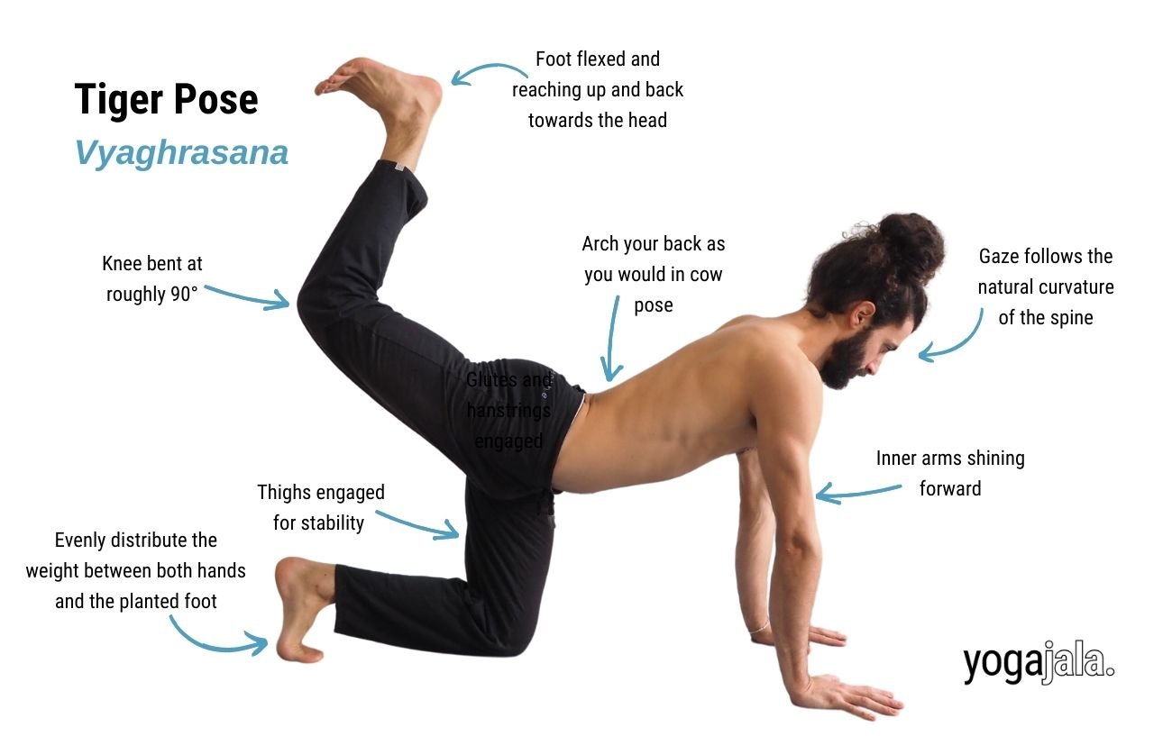 Tiger Pose (Vyaghrasana)