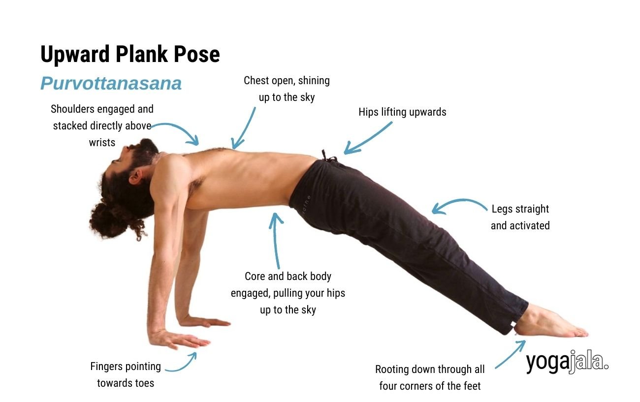 an annotated image of a man in black yoga trousers doing upward plank pose