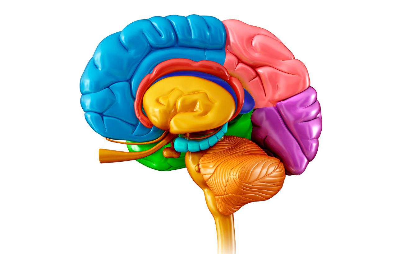 a colourful brain