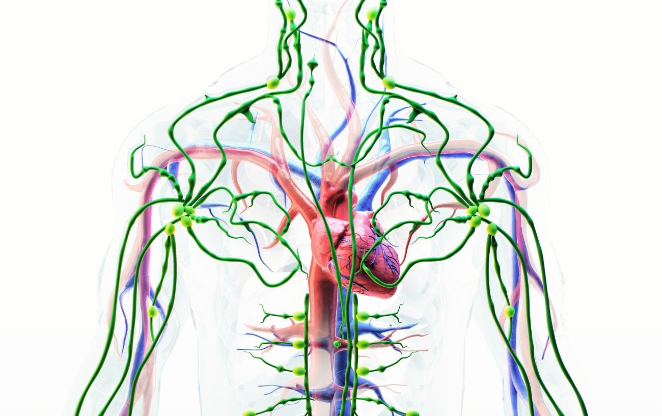 a diagram of the nervous system