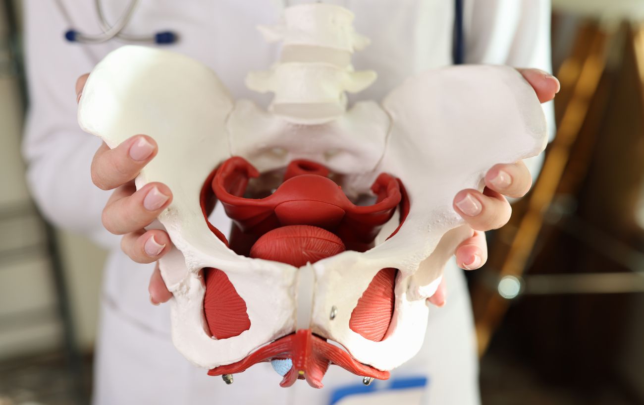 A model of a pelvis being held up.