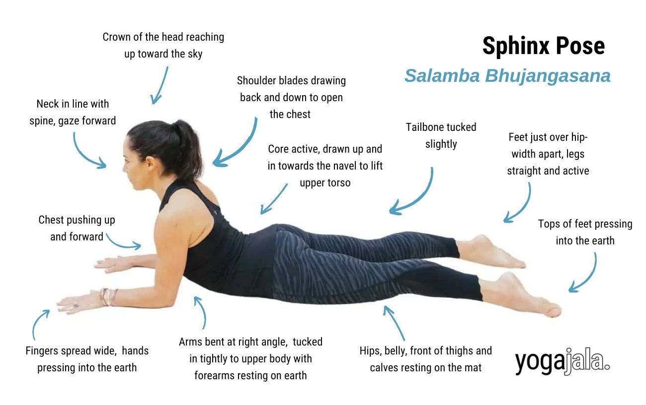 an annotated image of a woman wearing black yoga clothes doing sphinx pose