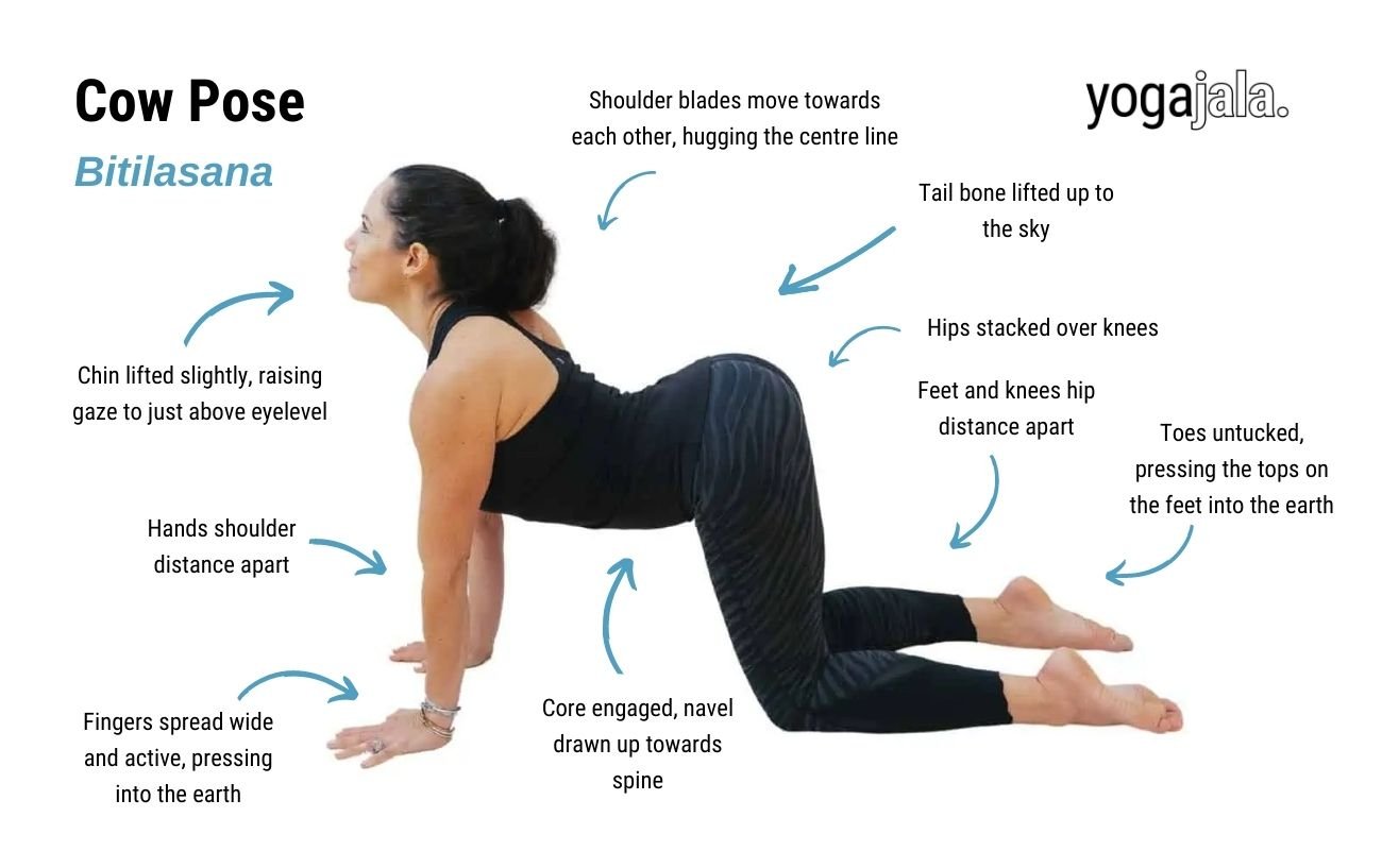 an annotated image of a woman wearing black yoga clothes doing cow pose