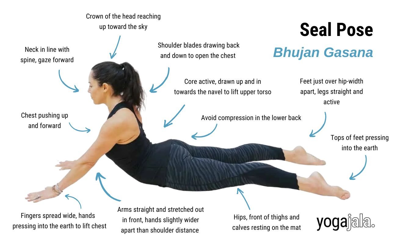 Seal Pose (Bhujangasana)