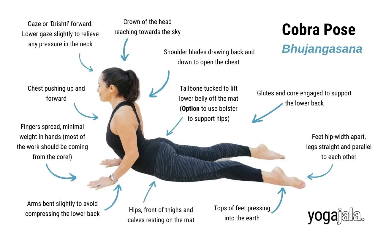 an annotated image of a woman wearing black yoga clothes doing cobra pose