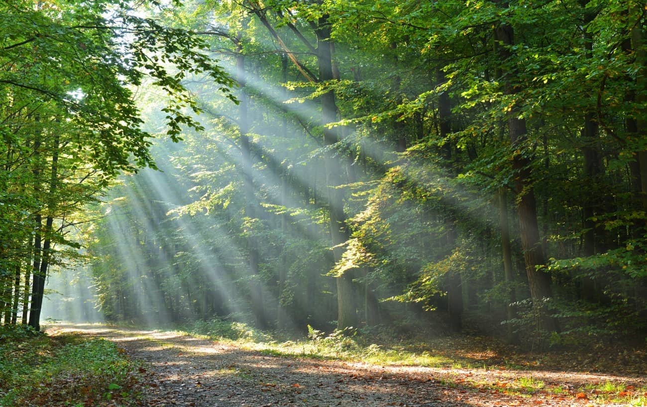 Your Guide To Forest Bathing | Experience The Benefits Of Being Amongst The Trees